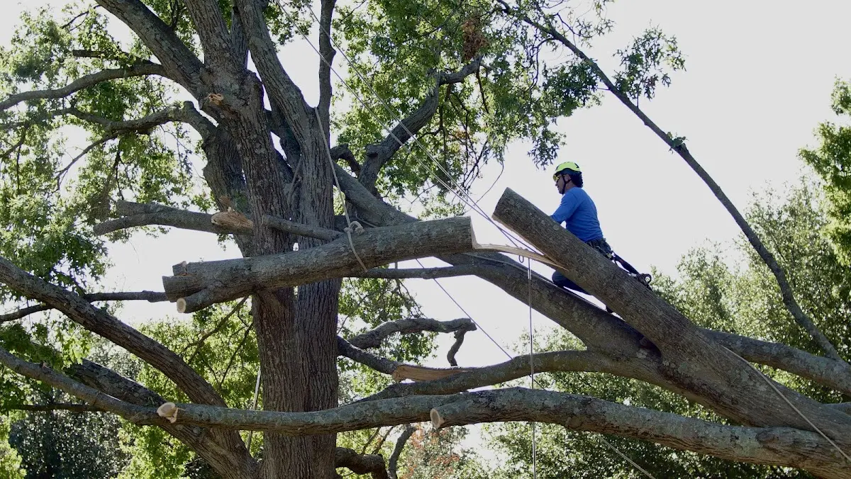 Professional Hazardous Tree Removal performed by certified arborists in Moorhead