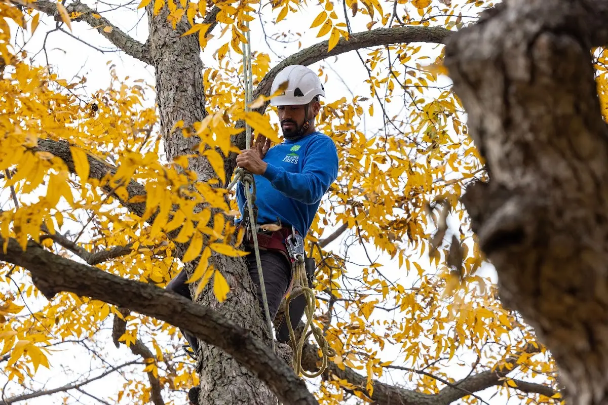 Skilled Tree Planting crew working in Moorhead
